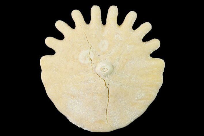 Fossil Sand Dollar (Heliophora) - Boujdour Province, Morocco #140462